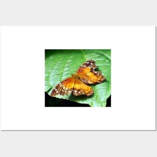 Orange Spotted Butterfly Posters and Art